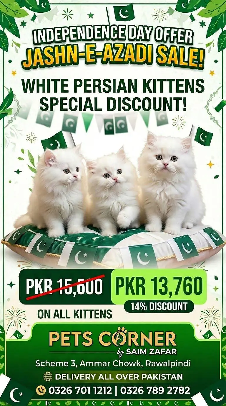 Low Price Kittens/White Persian Kitten/Cats/Male/Female