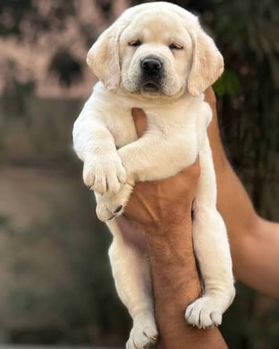 British labrador top quality