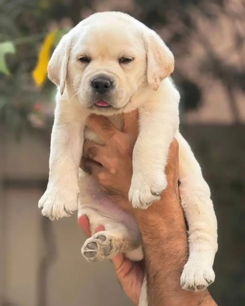 British labrador top quality — photo 2