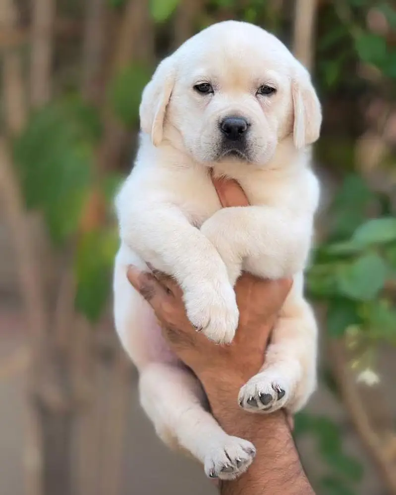 British labrador top quality — photo 3