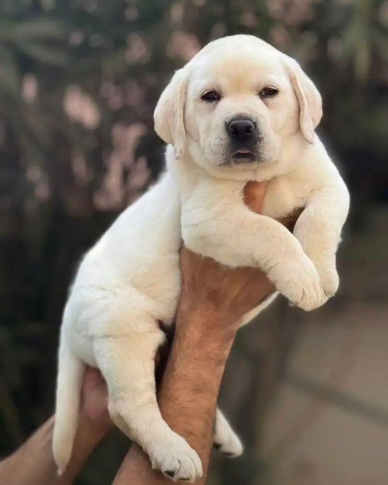 British labrador top quality — photo 4