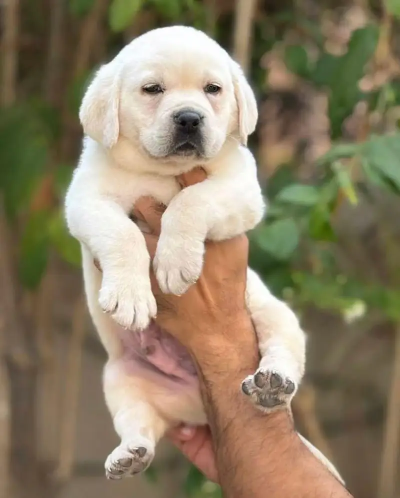 British labrador top quality — photo 5