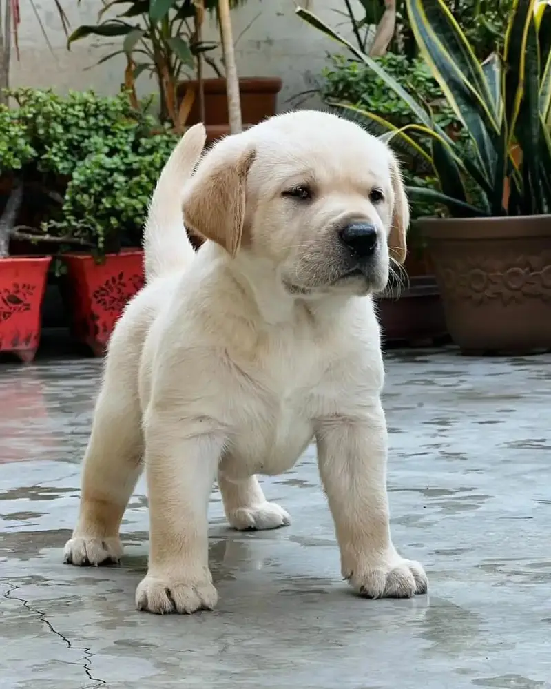 British labrador top quality — photo 6