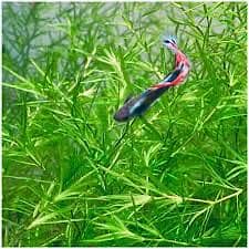 Guppy Grass best aquatic plants