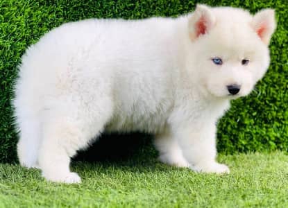 siberian husky puppies