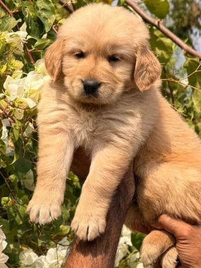 American golden retriever pedigree pups