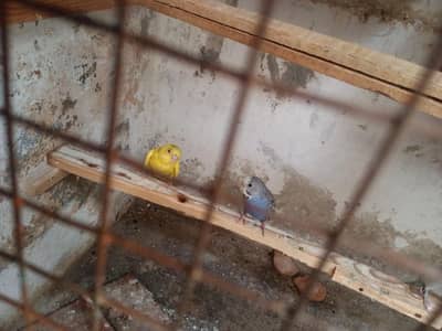 budgie pair
