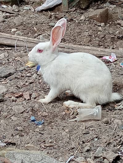white Rabbit