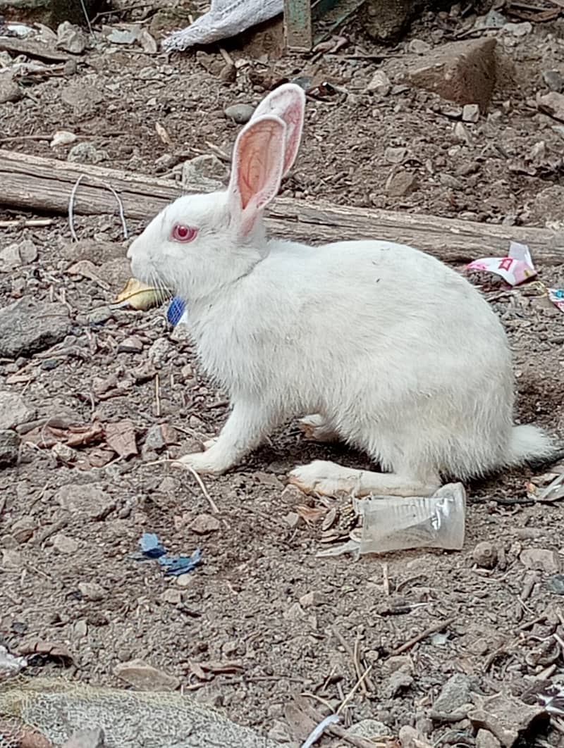 white Rabbit 0