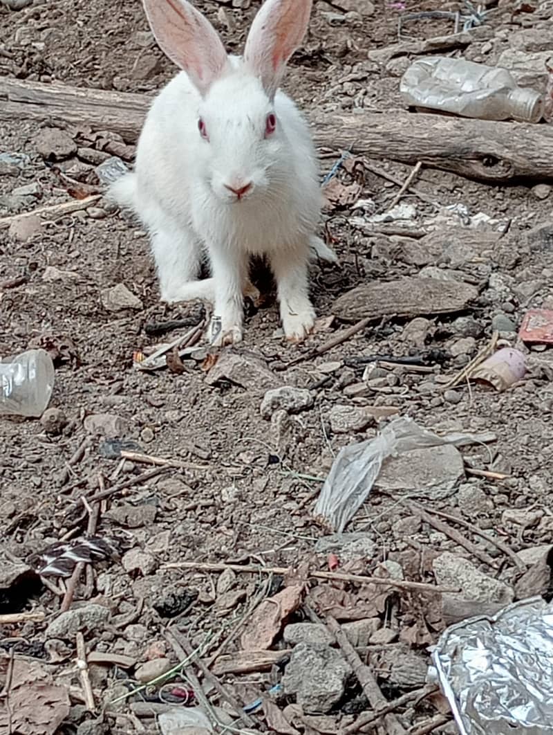 white Rabbit 1