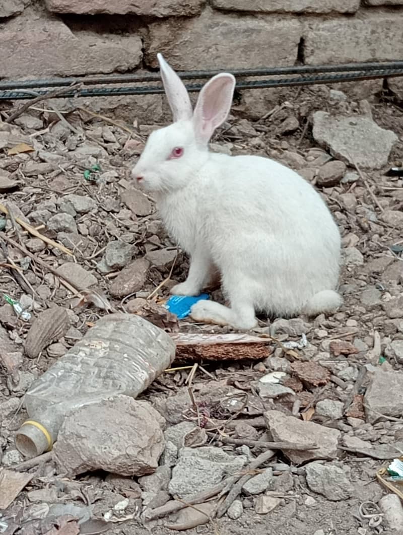 white Rabbit 2