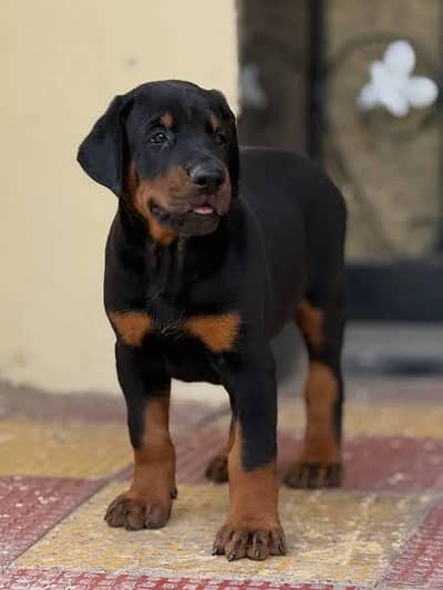 doberman pedigree pups