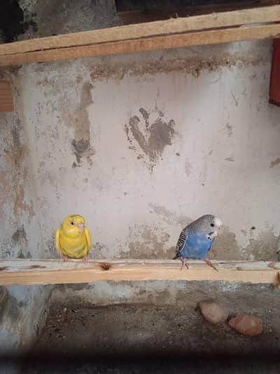 budgie pair