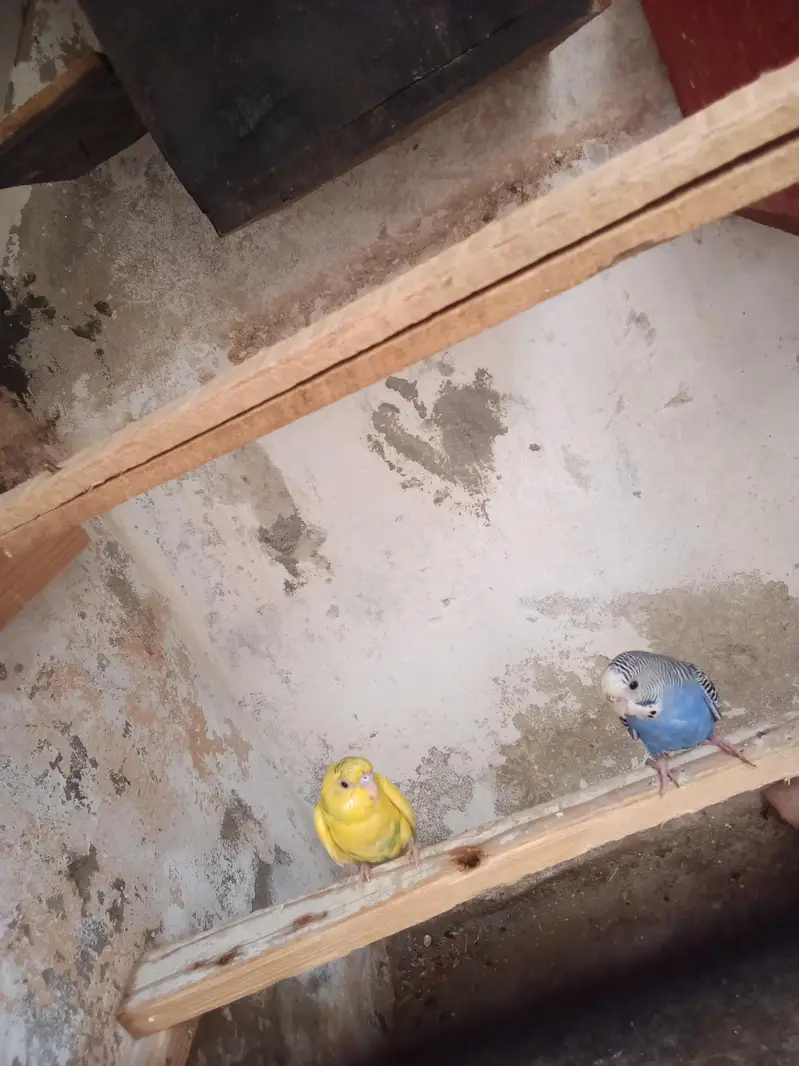 budgie pair — photo 2