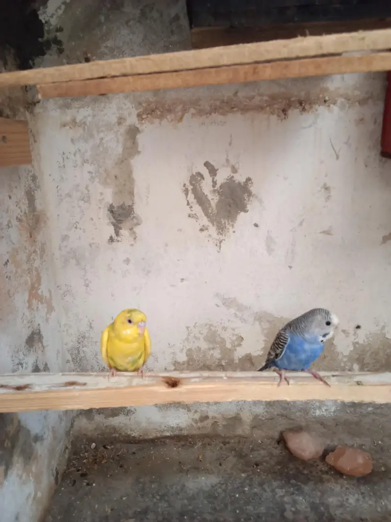 budgie pair — photo 3