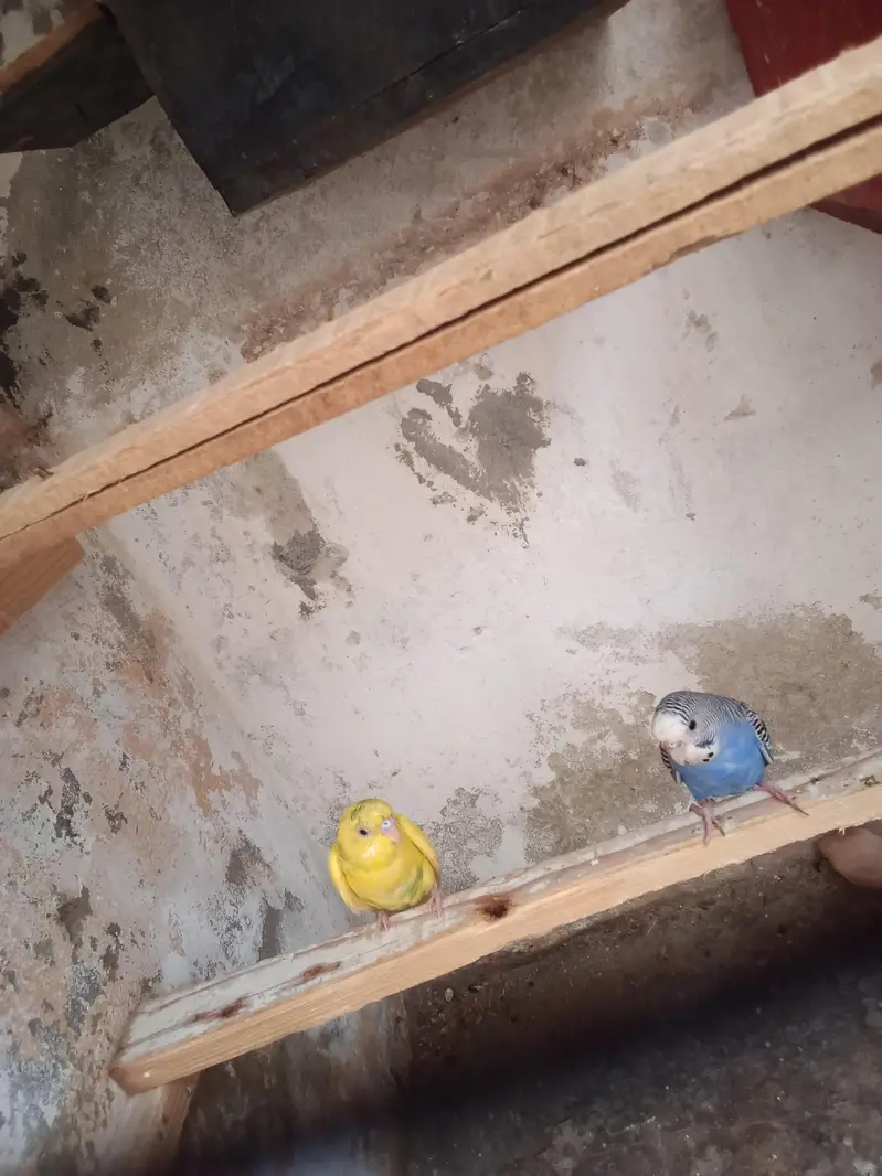 budgie pair — photo 4