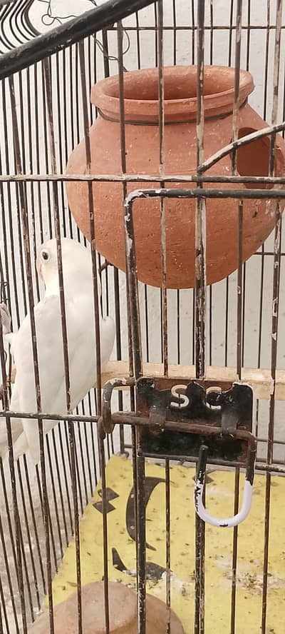 love bird