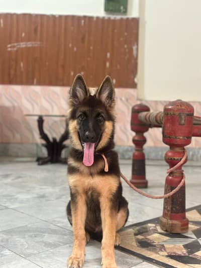Hassan