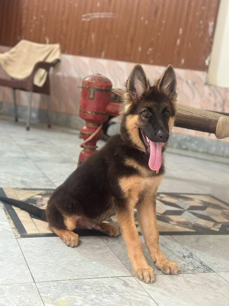 Hassan 1
