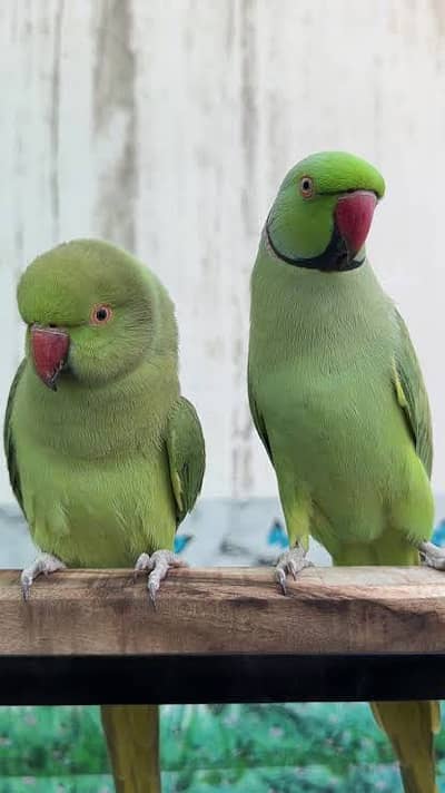 ktha parrots with wire cage and box