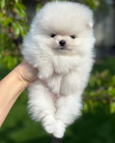 toy pomeranian puppy