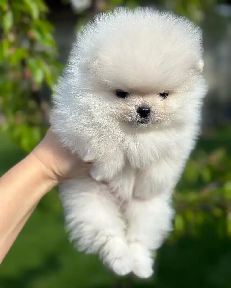 toy pomeranian puppy — photo 2