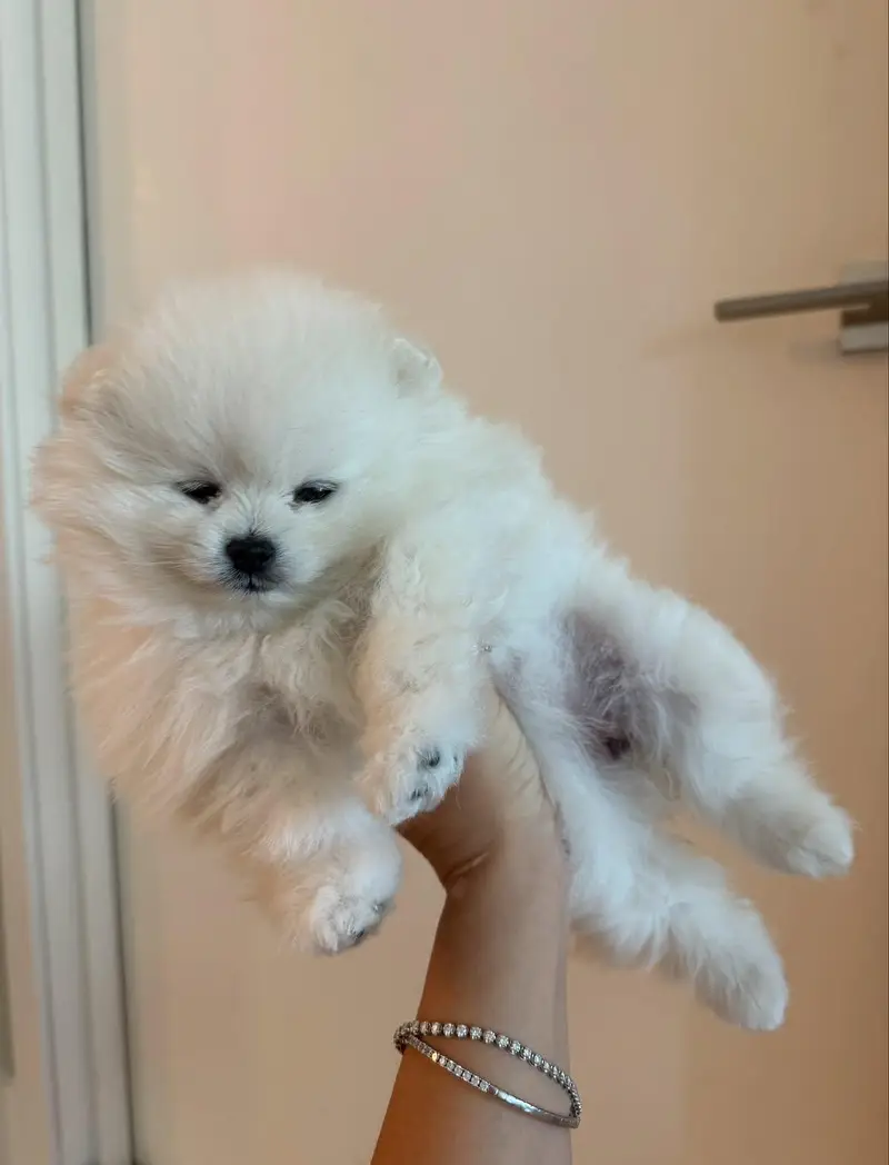 toy pomeranian puppy — photo 3