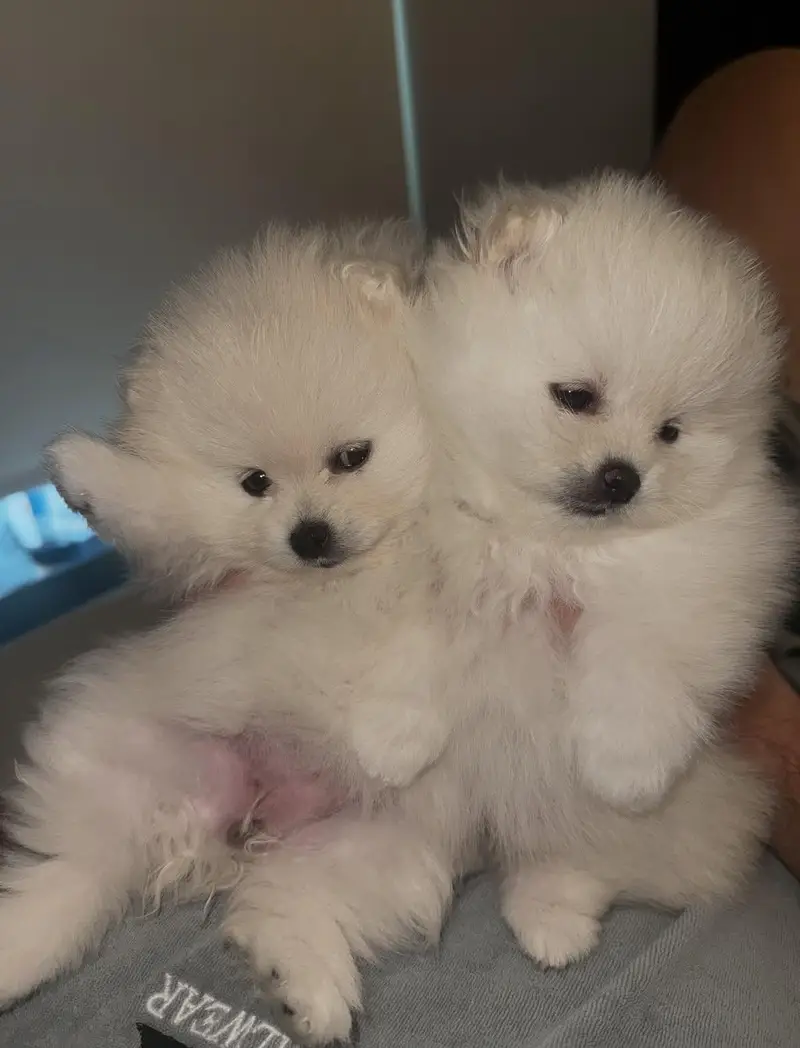 toy pomeranian puppy — photo 4