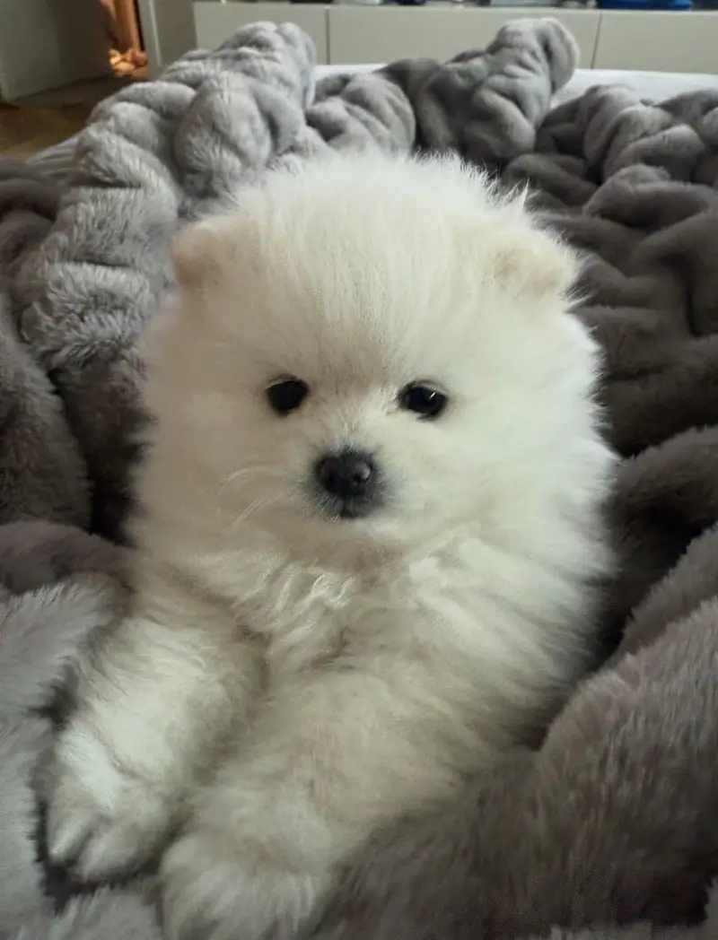 toy pomeranian puppy — photo 5