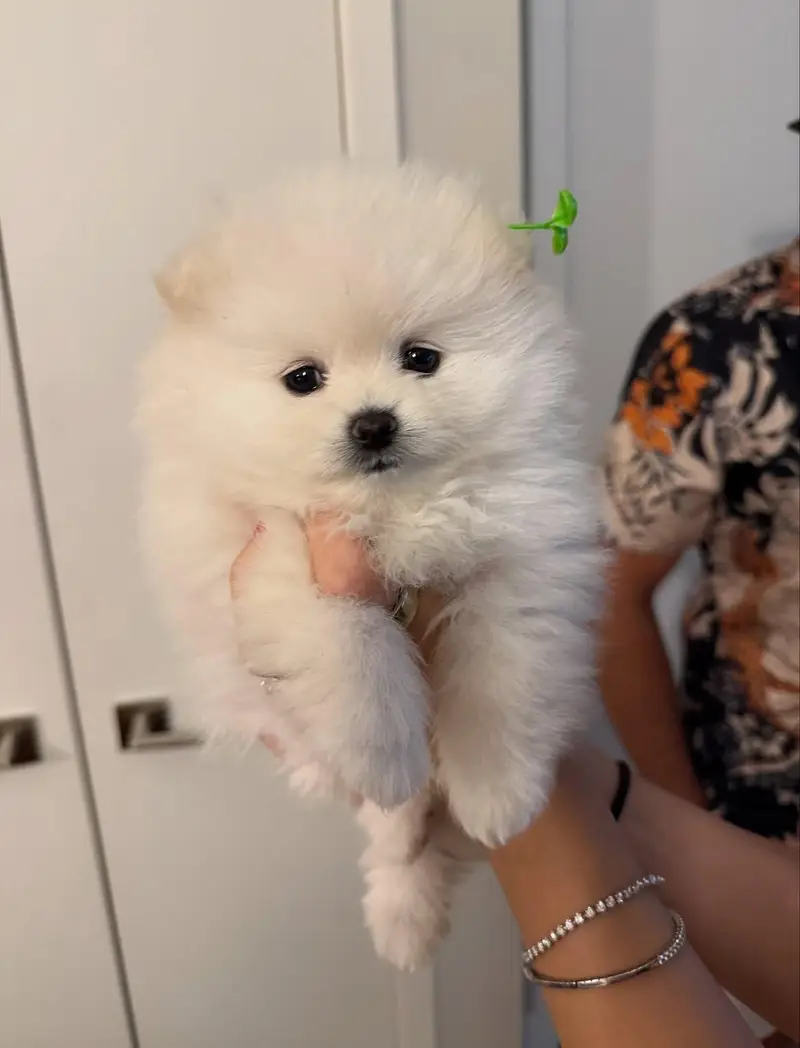toy pomeranian puppy — photo 6