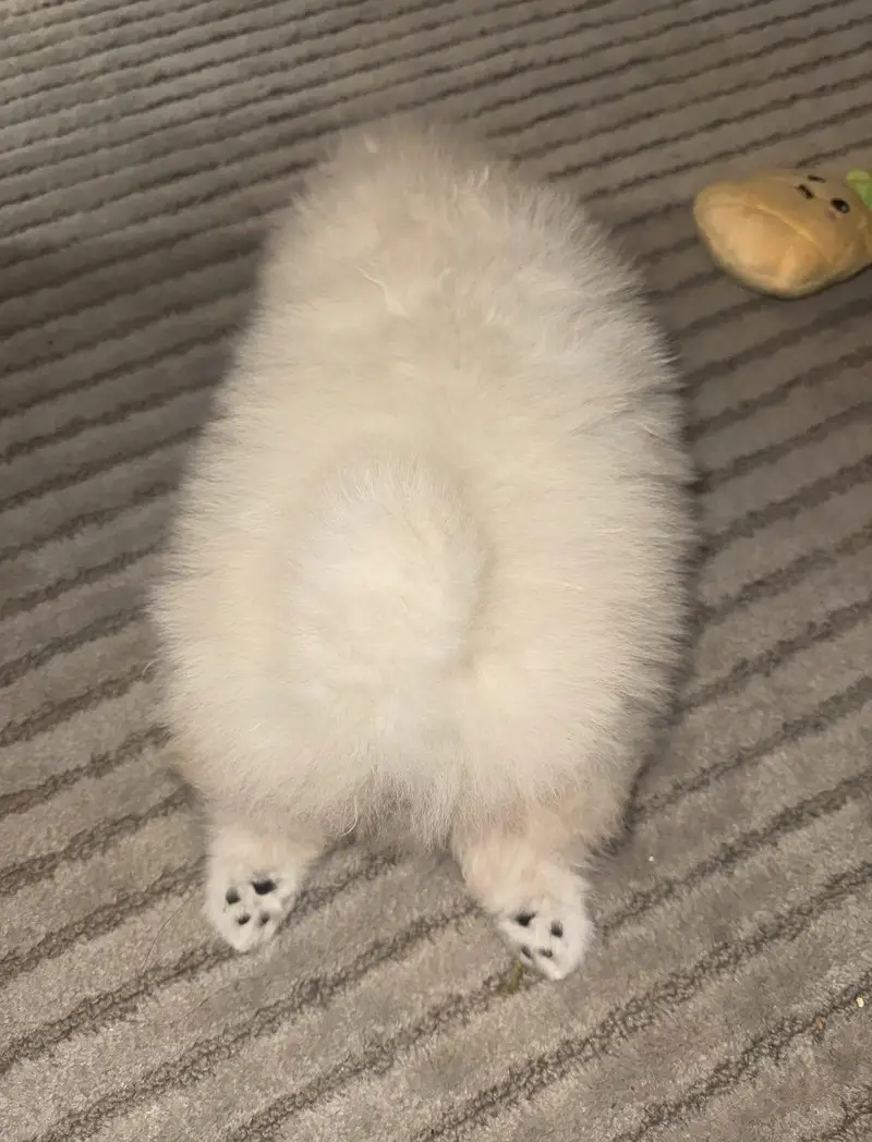 toy pomeranian puppy — photo 7