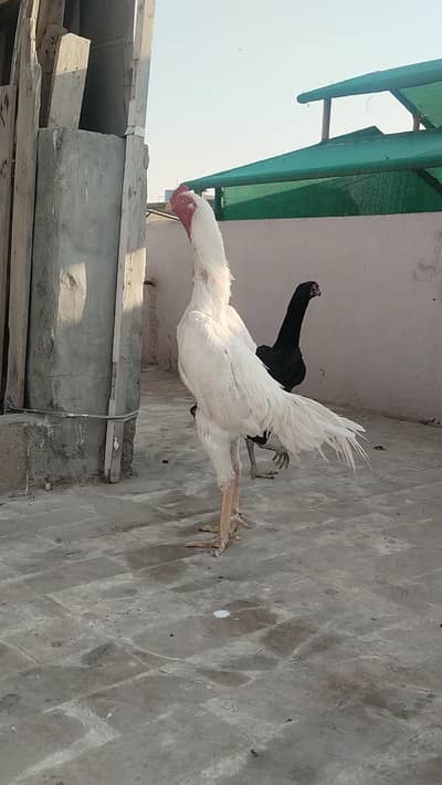 White & Black O Shamo Breeder