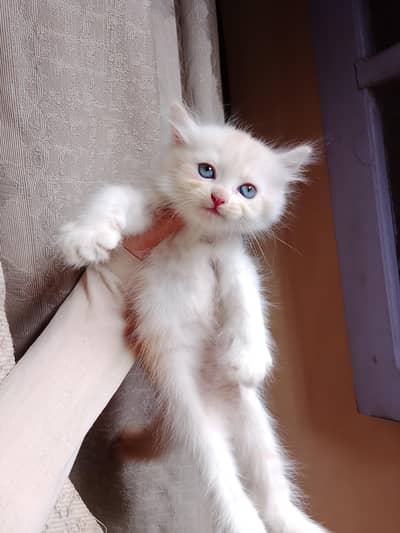 triple coated Persian male kitten available for sale