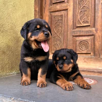 rottweiler top quality