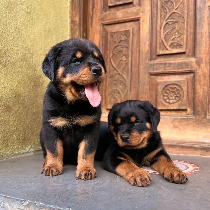 rottweiler top quality