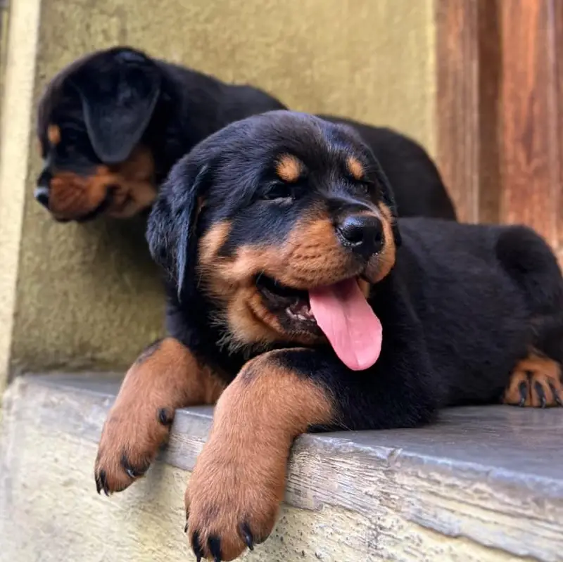 rottweiler top quality — photo 2
