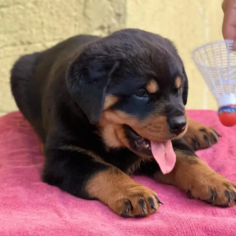 rottweiler top quality — photo 3