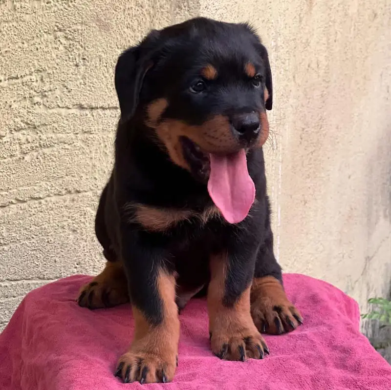 rottweiler top quality — photo 4