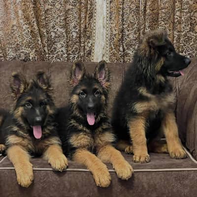 German shepherd long hair