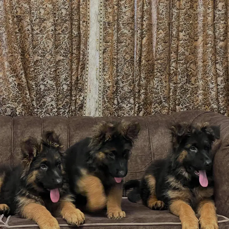 German shepherd long hair — photo 2