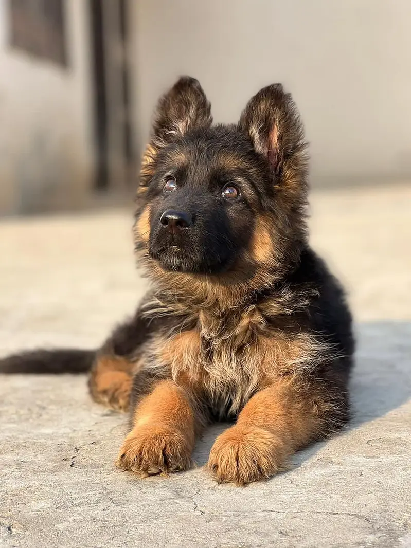 German shepherd long hair — photo 3
