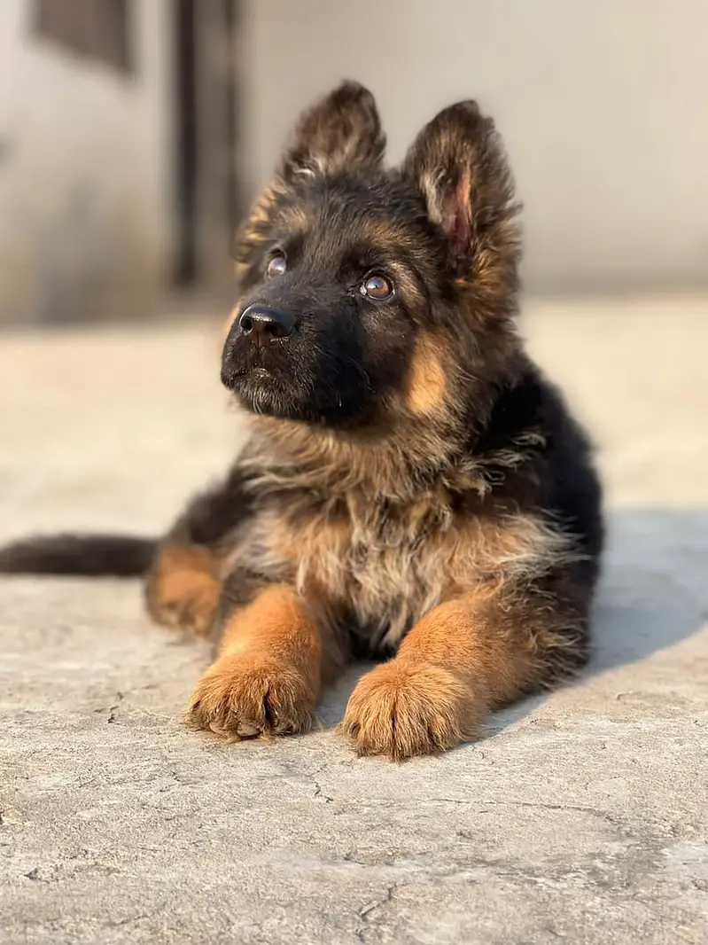 German shepherd long hair — photo 4
