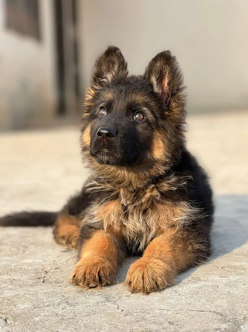 German shepherd long hair — photo 5