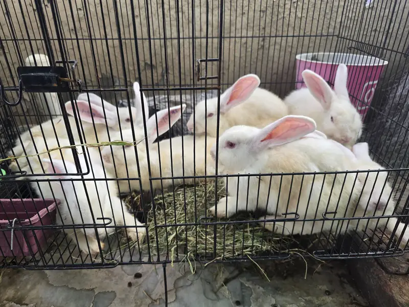 NewZealand white Rabbit 4 kg plus wali breed 1 Pair