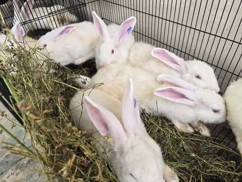 NewZealand white Rabbit 4 kg plus wali breed 1 Pair — photo 2
