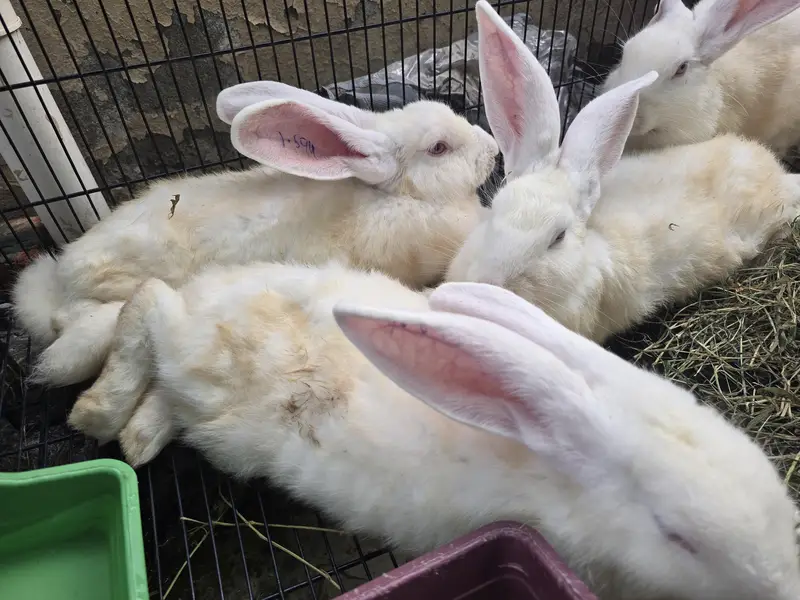 NewZealand white Rabbit 4 kg plus wali breed 1 Pair — photo 3