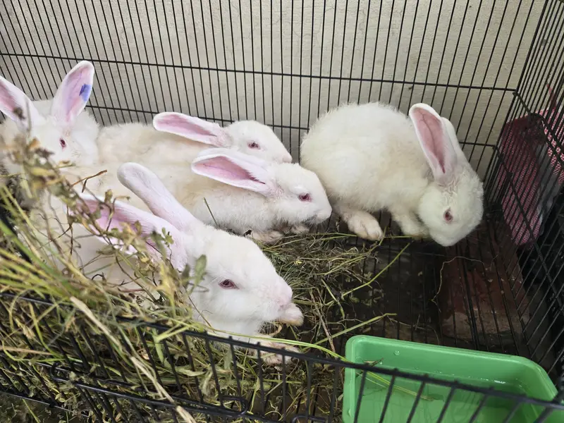 NewZealand white Rabbit 4 kg plus wali breed 1 Pair — photo 4