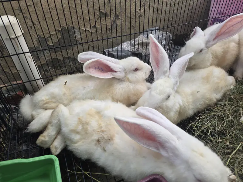 NewZealand white Rabbit 4 kg plus wali breed 1 Pair — photo 5