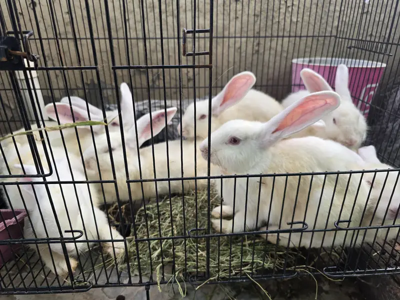 NewZealand white Rabbit 4 kg plus wali breed 1 Pair — photo 6