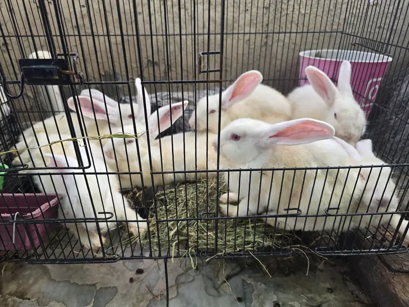 NewZealand white Rabbit 4 kg plus wali breed 1 Pair — photo 7